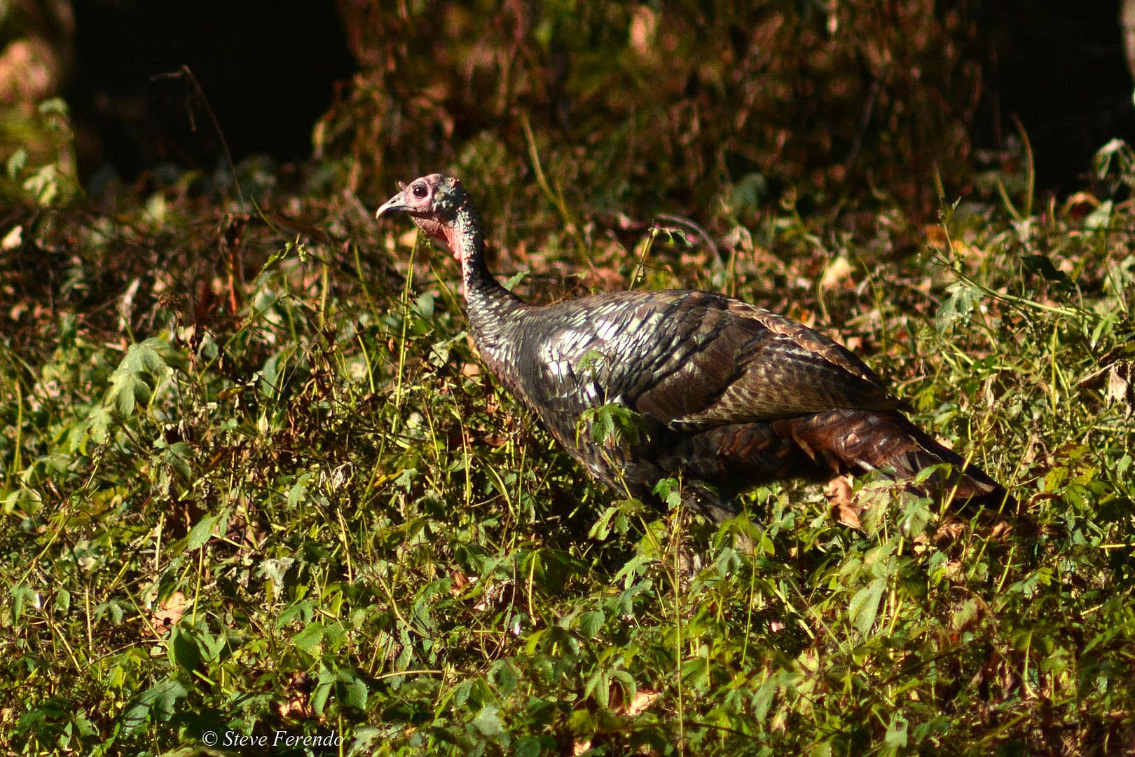 "Natural World" Through My Camera Not Neighborhood Turkeys